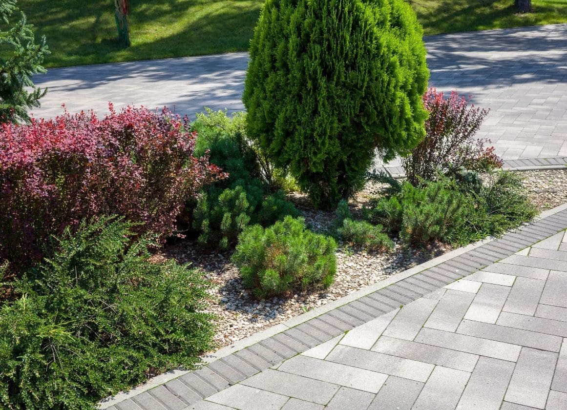 Massif paysager composé d’arbustes, de conifères et de végétaux d’ornement bordant une allée pavée dans un jardin aménagé.