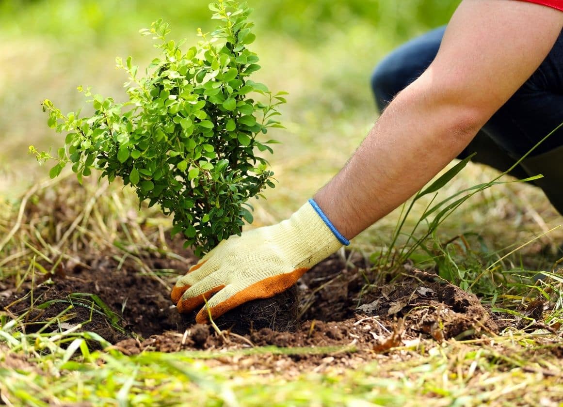 Paysagiste plantant un arbuste dans un jardin lors d’un projet de création et d’aménagement paysager.