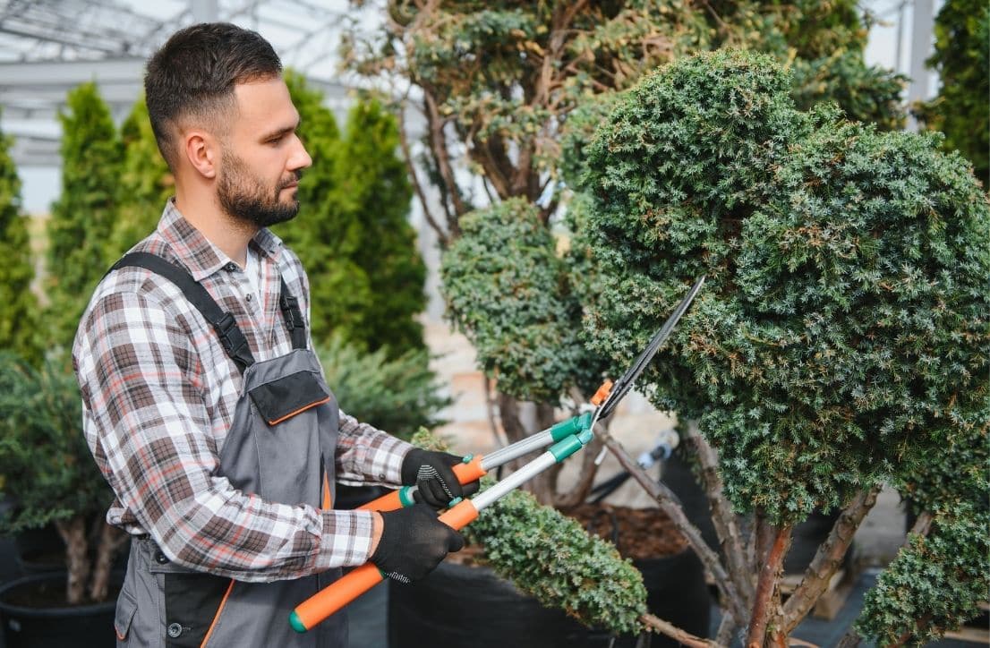 Paysagiste taillant un arbuste avec un taille-haie manuel lors d’un entretien de jardin et de végétaux d’ornement.