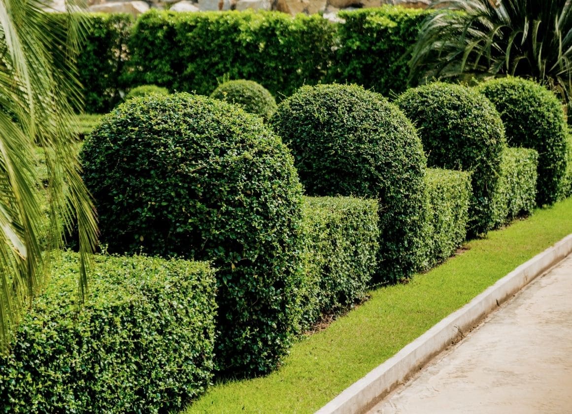 Haies et arbustes taillés en formes géométriques dans un jardin paysager soigneusement entretenu.